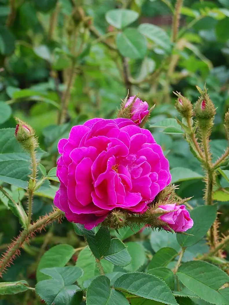 Iziqholo nge-rose aroma (iifoto ezingama-36): I-Pink Speef kunye namanzi aseTyala kunye nephunga le-roses, iziqholo zabasetyhini kunye namadoda, inkcazo entle 23346_6