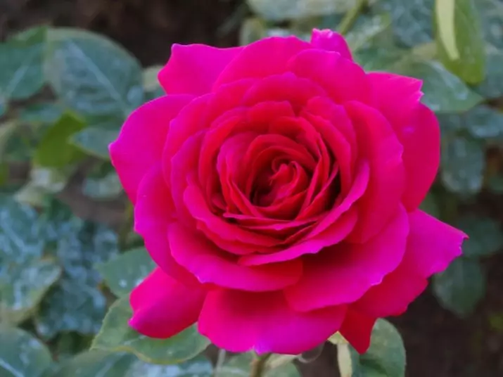 Perfums amb aroma de rosa (36 fotos): perfum rosa i aigua de bany amb olor de roses, perfum per a dones i homes, descripció millors marques 23346_7