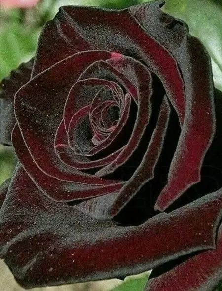 Iziqholo nge-rose aroma (iifoto ezingama-36): I-Pink Speef kunye namanzi aseTyala kunye nephunga le-roses, iziqholo zabasetyhini kunye namadoda, inkcazo entle 23346_8