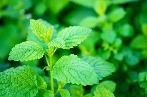 グリーン香水：森林やハーブ香水の香りがした草の香りが付いている女性の風味。 23348_4