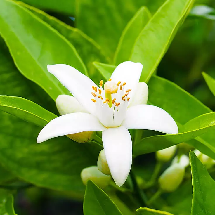 Perfume verde: sabores das mulleres con cheiro de herba biselada, cun cheiro de bosque e perfume de herbas, consellos para escoller 23348_9