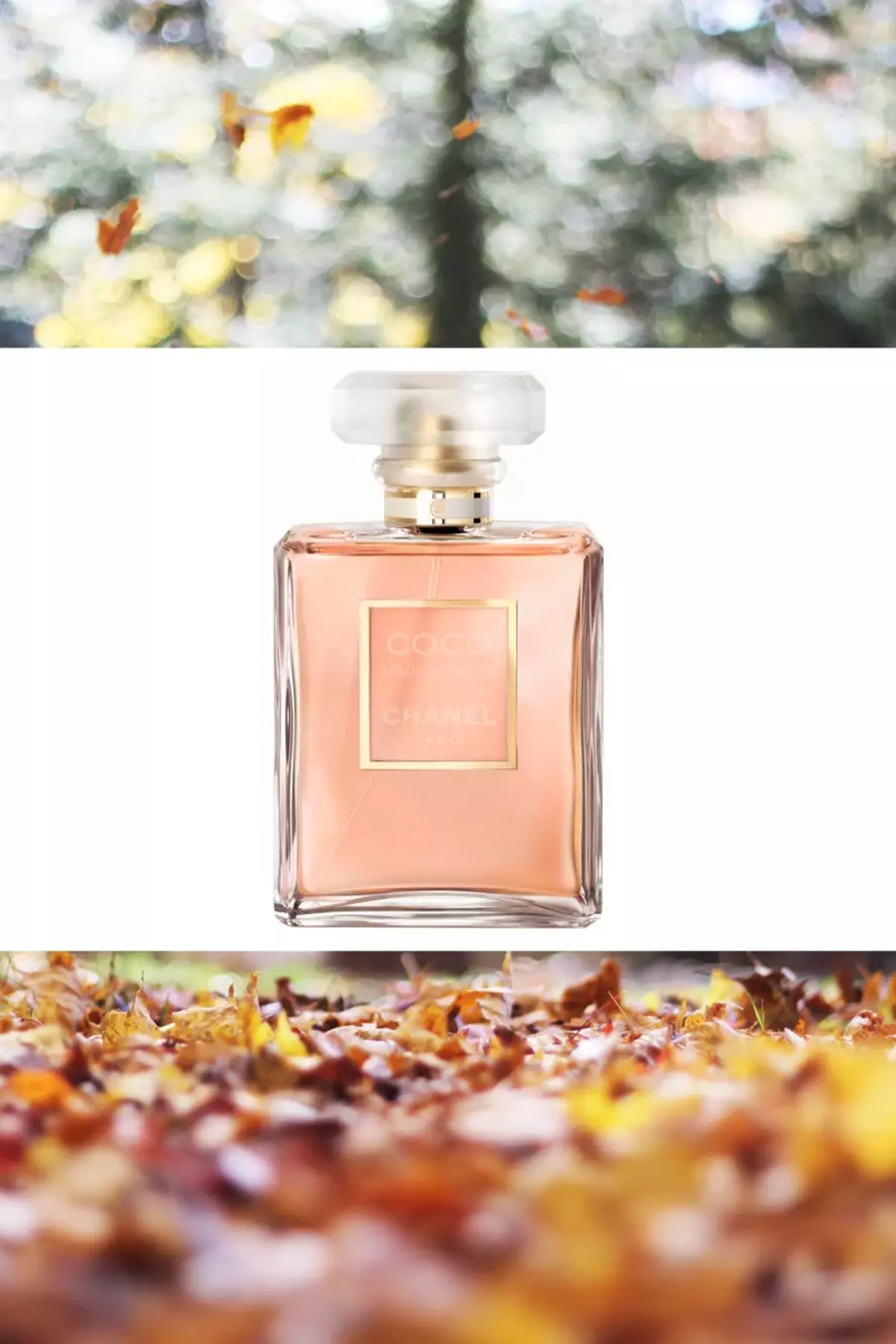 Patchouli v parfumerii: Co voní parfém s vůní Patchouli? Vlastnosti ženského parfému s vůní Patchouli a na koho se hodí 23429_2
