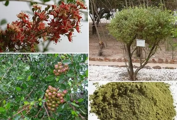 Hennè iraniano (51 foto): come scegliere un huhu naturale con un petrolio rapido per la pittura dei capelli? Di che colore può essere ottenuto? Quanto hai bisogno di tenere incolori Huhu sui capelli? Recensioni 24174_3