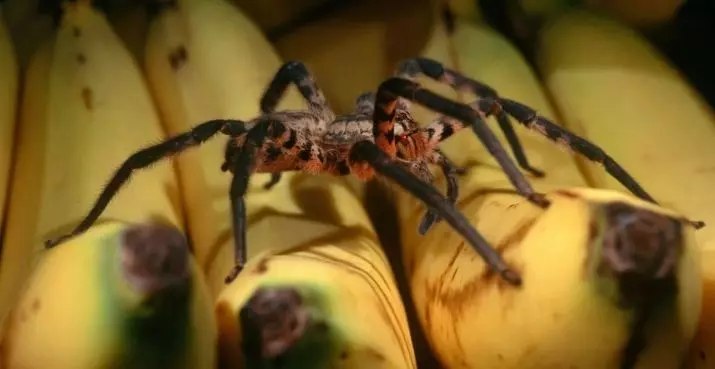 Arachnofobia: มันคืออะไร? วิธีกำจัดความกลัวของแมงมุม? arachnophobia มีอาการอะไร? 24537_13