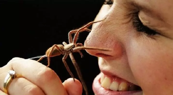 Arachnofobia：それは何ですか？クモの恐れを取り除く方法は？アラクノビアの症状は何ですか？ 24537_14