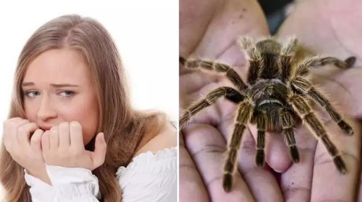 Arachnofobia: Hvad er det? Hvordan slippe af med frygten for edderkopper? Hvad er symptomerne på arachnophobia? 24537_3