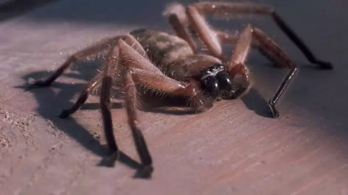 Arachnofobia: Què és? Com desfer-se de la por a les aranyes? Quins són els símptomes de l'aracnofòbia? 24537_8