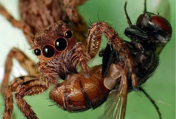 Arachnofobia: Što je to? Kako se riješiti straha od pauka? Koji su simptomi arachnophobia? 24537_9
