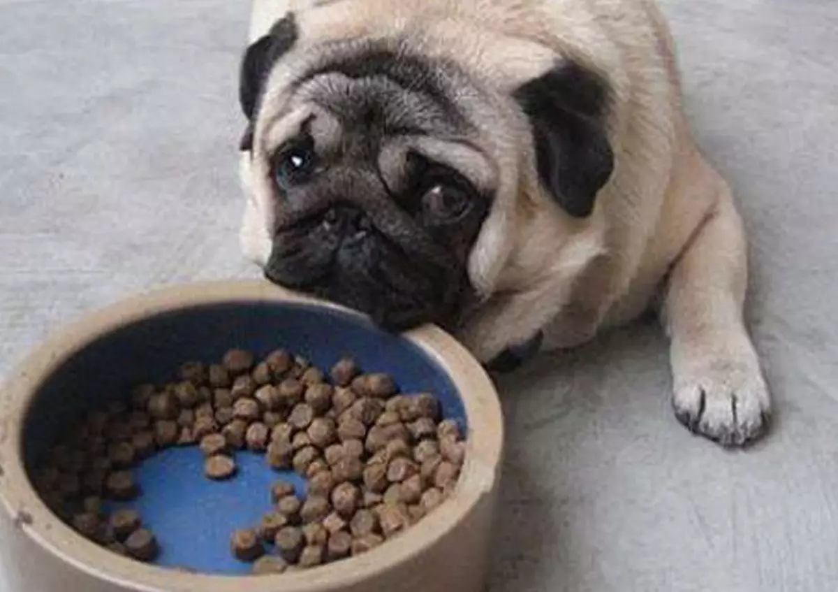 Τρόφιμα για μικρές φυλές σκύλων Monge: Για κουτάβια και ενήλικες σκυλιά, με αρνί και σολομό. Ξηρή τροφή για μικρά σκυλιά και υγρό, σύνθεσή τους. Σχόλια 25042_11