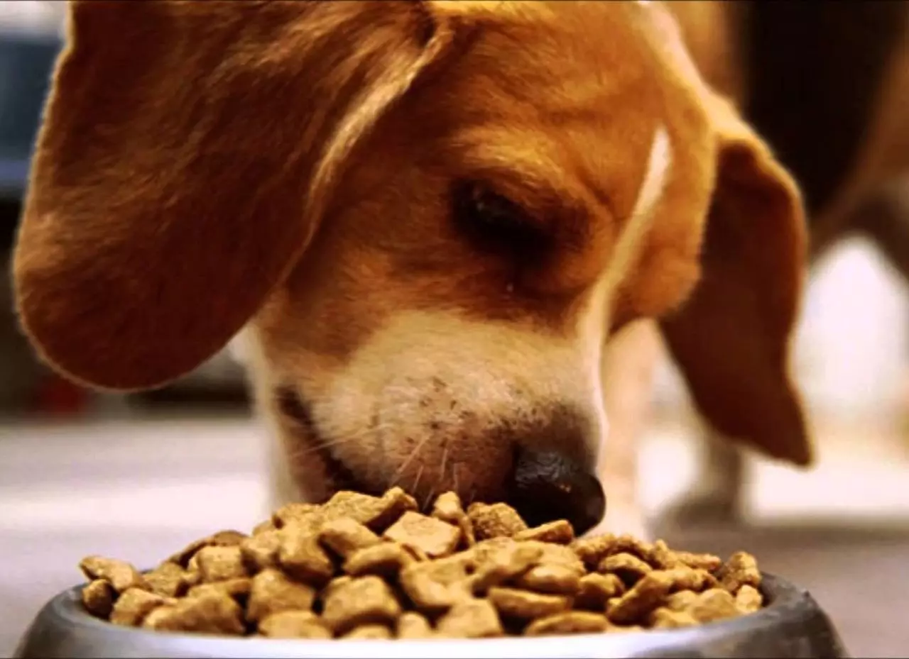 อาหารสำหรับสุนัข Monge สายพันธุ์เล็ก: สำหรับลูกสุนัขและสุนัขสำหรับผู้ใหญ่ด้วยเนื้อแกะและปลาแซลมอน อาหารแห้งสำหรับสุนัขตัวเล็กและเปียกองค์ประกอบของพวกเขา ความคิดเห็น 25042_14