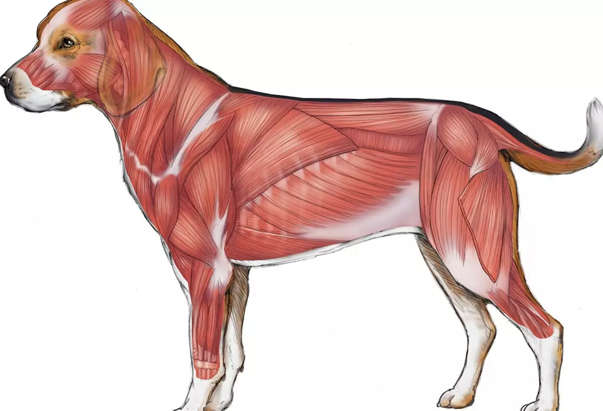 Анатомия собаки мышечная система