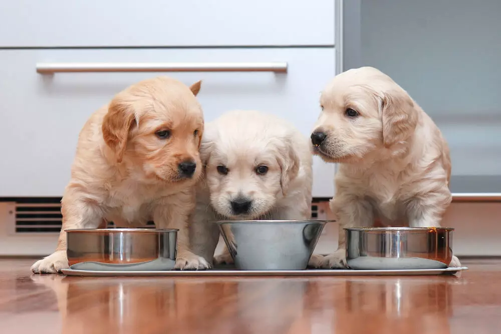 Храна за кучиња Грандин: Холистички за кученца на мали и други раси, полу-деградирана и сува храна, конзервирана храна. Се хранат со говедско и други композиции, осврти 25061_10