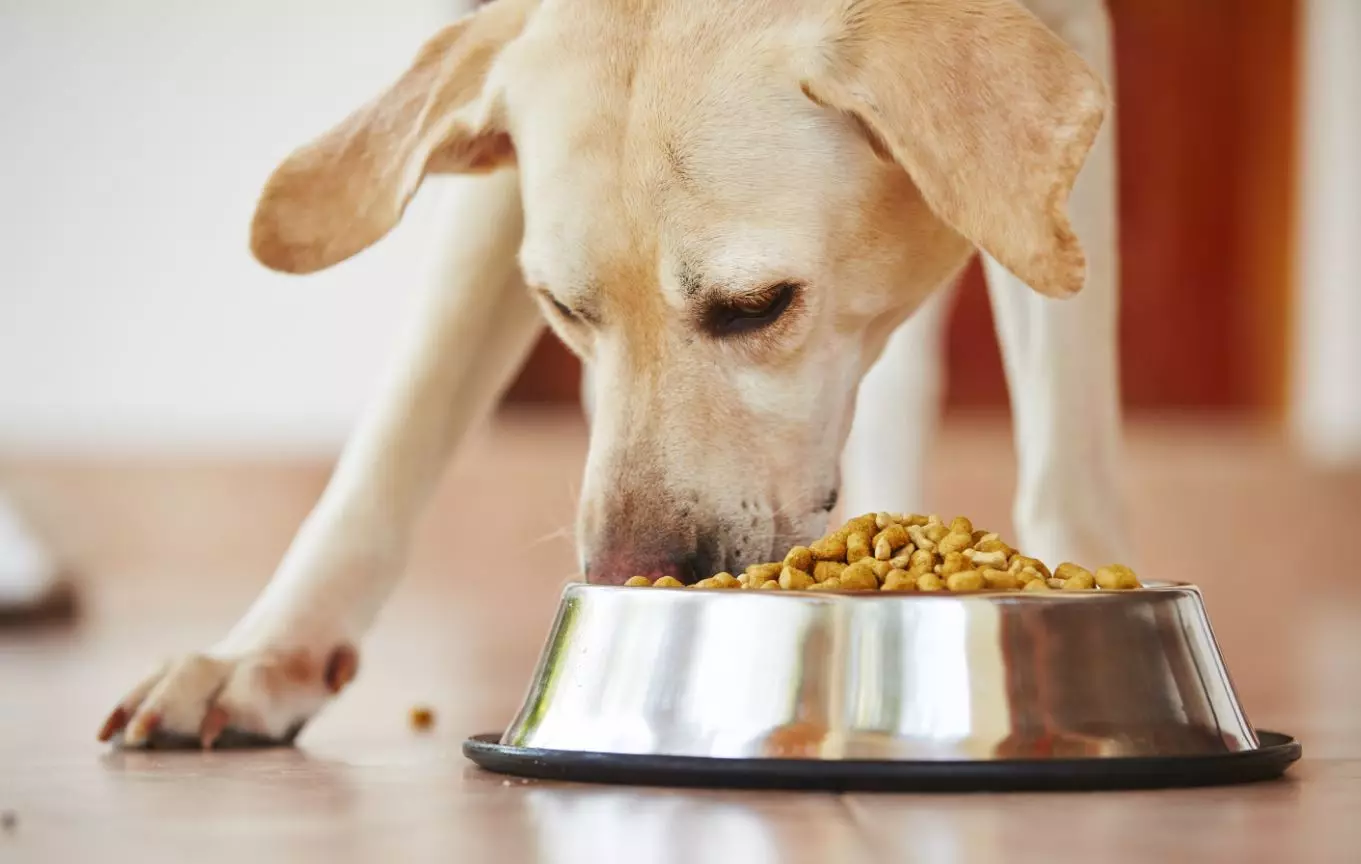 Makanan untuk Anjing Grandin: Holistik untuk anak-anak anjing dari breed kecil dan lainnya, makanan semi-terdegradasi dan kering, makanan kaleng. Beri makan dengan daging sapi dan komposisi lainnya, ulasan 25061_12