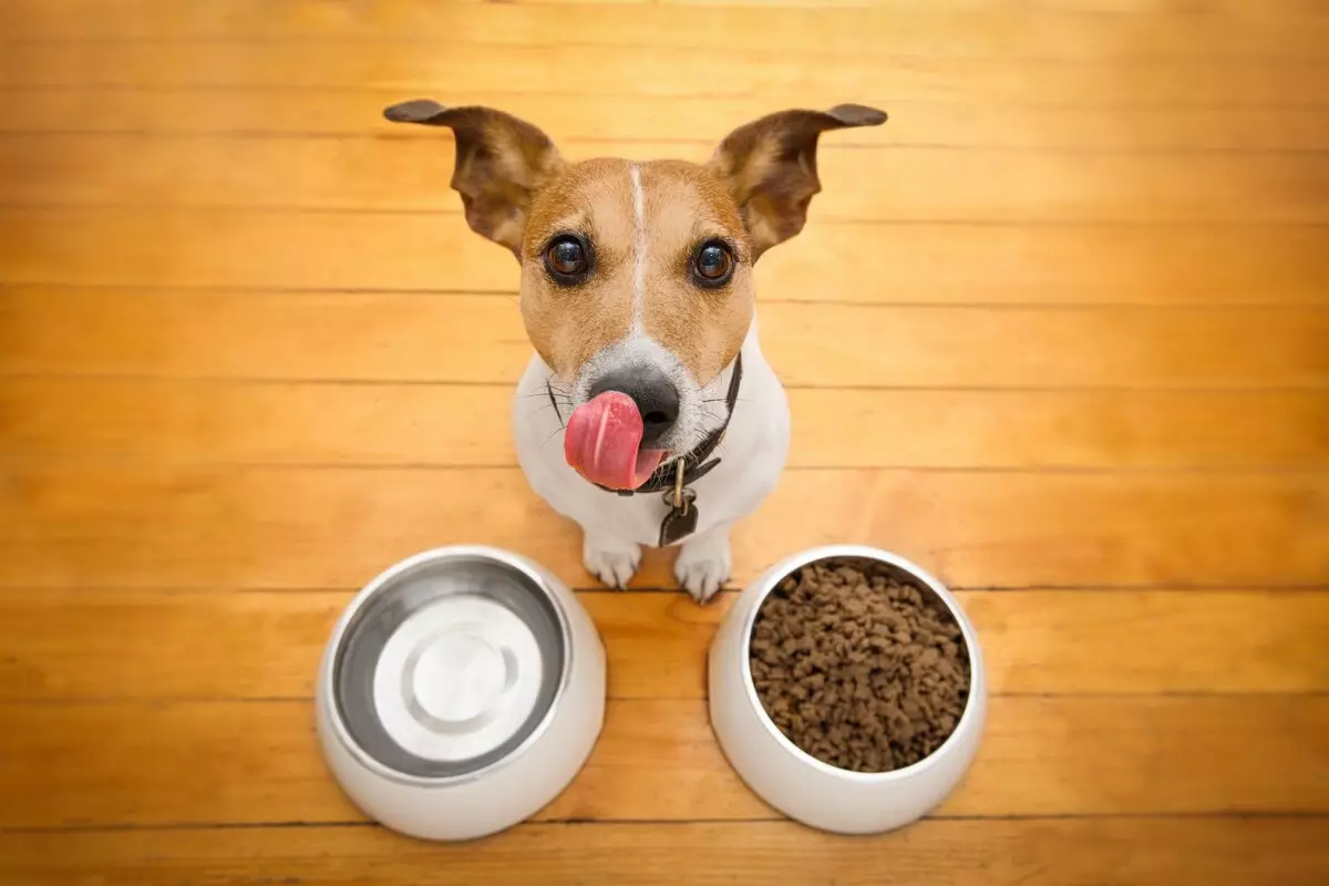 Makanan untuk Anjing Grandin: Holistik untuk anak-anak anjing dari breed kecil dan lainnya, makanan semi-terdegradasi dan kering, makanan kaleng. Beri makan dengan daging sapi dan komposisi lainnya, ulasan 25061_2