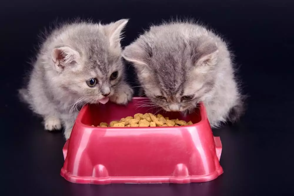 Makanan Holistik Pronatur: Untuk kucing dan anjing kecil dan baka besar. Suapan kering untuk anak kucing dan anak anjing, komposisi produk dengan Turki, Cranberry dan Salmon 25069_21