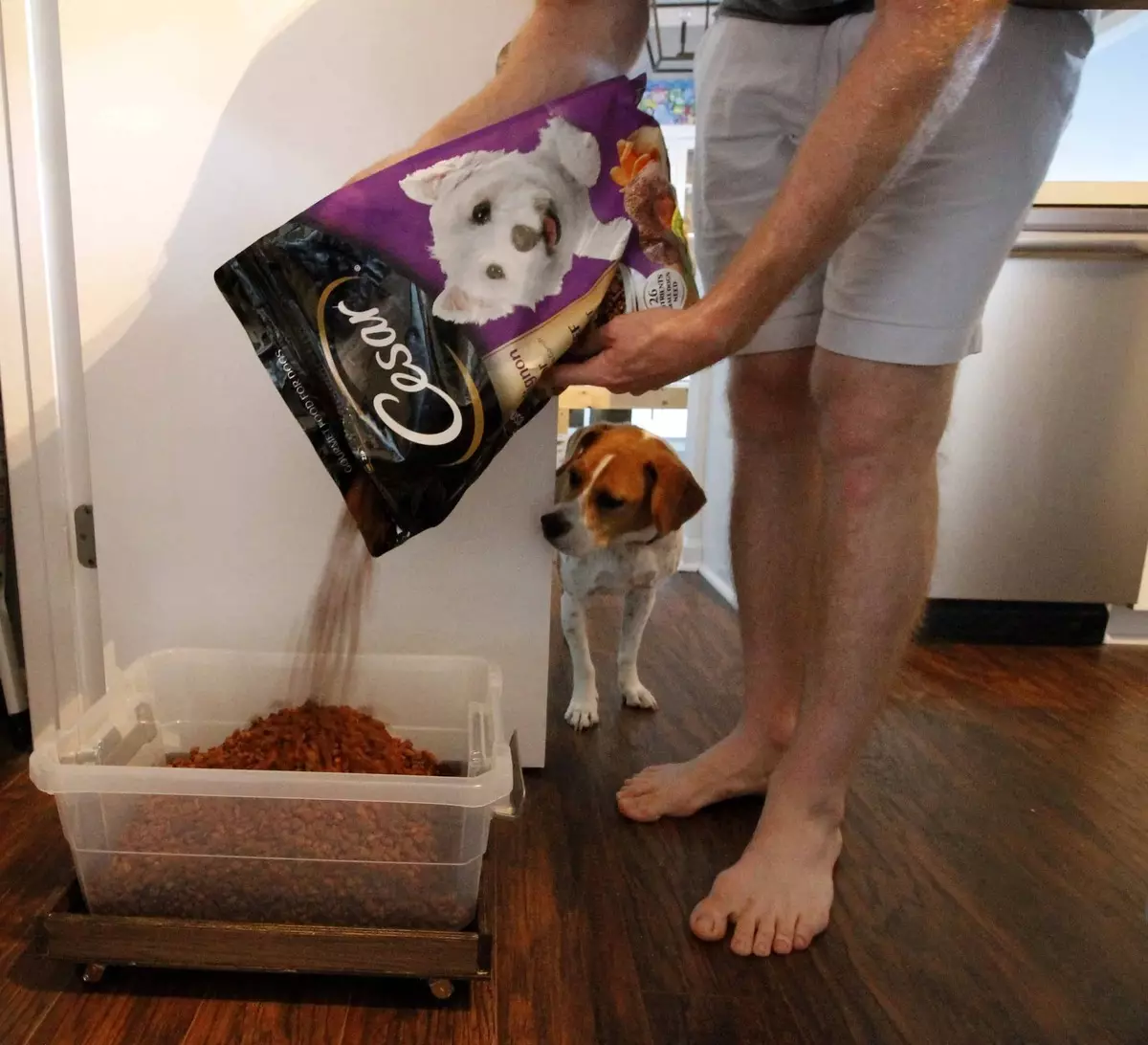 Τροφοδοσία σκυλιών Cesar: σε τσάντες και σε τράπεζες, υγρό και ξηρό φαγητό και τη σύνθεσή τους, τα τρόφιμα σκυλιών για ενήλικες σκυλιά και κουτάβια. Αναθεωρήστε κριτικές 25082_26