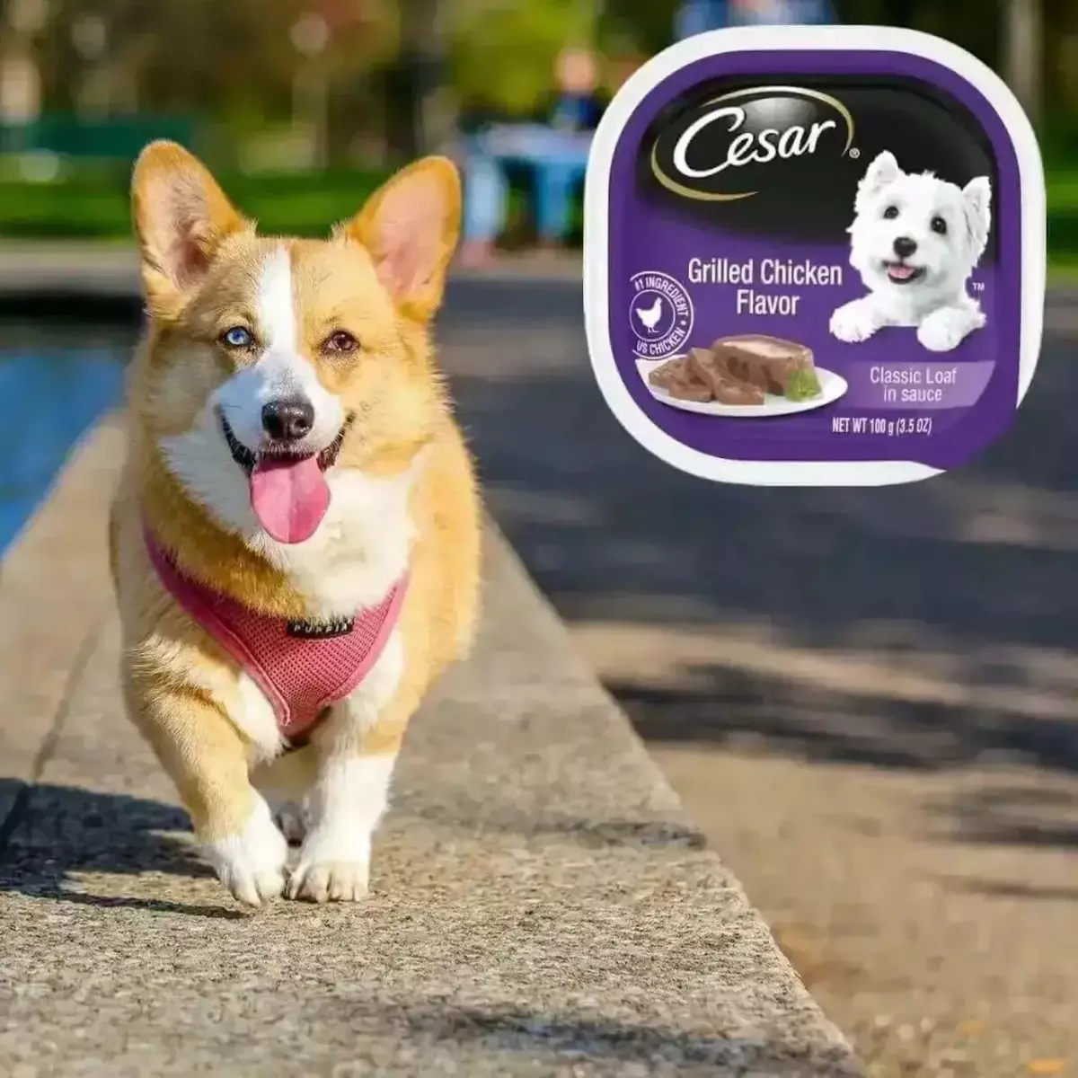 อาหารสุนัข Cesar: ในถุงและในธนาคารอาหารเปียกและแห้งและองค์ประกอบของพวกเขาอาหารสุนัขสำหรับสุนัขและลูกสุนัขสำหรับผู้ใหญ่ รีวิวรีวิว 25082_3