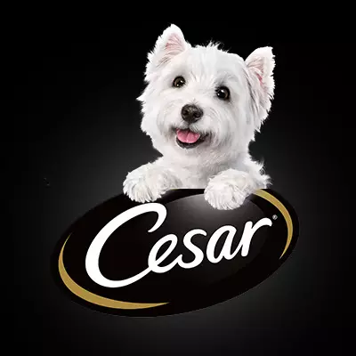 Cesar anjing: dina kantong sareng di bank, baseuh sareng garing sareng garing sareng komposisi, kadaharan anjing pikeun anjing domeuy. Ulasan ulasan 25082_4