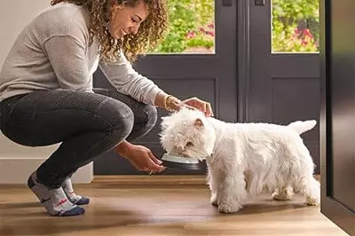 Dog Feed Cesar: në çanta dhe në banka, ushqim të lagësht dhe të thatë dhe përbërjen e tyre, ushqimin e qenve për qentë të rritur dhe puppies. Shqyrtime Shqyrtime 25082_5