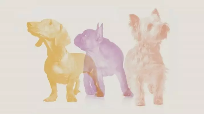 Piccolo Dog فیڈ: کتے اور چھوٹے نسلوں کے کتے اور puppies کے لئے خشک خوراک، ان کی ساخت. جائزہ جائزے 25100_16