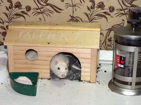 Zeechnen fir Rat (21 Fotoen): Wéi geet et Iech selwer? Haus fir hausgemaachte dekorativen Ratten aus enger Fläsch an aner Materialien 25114_10