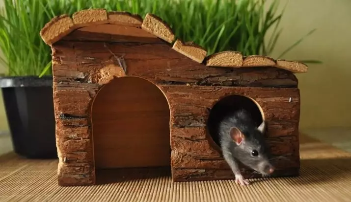 Nacrtajte za štakora (21 fotografije): Kako ga sami? Kuća za domaće dekorativne štakore iz boce i drugih materijala 25114_2