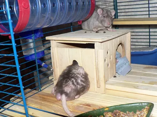 Narišite za podgane (21 fotografij): Kako narediti sami? Hiša za domače dekorativne podgane iz steklenice in drugih materialov 25114_20