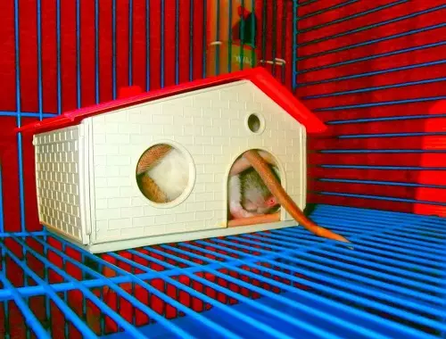 Narišite za podgane (21 fotografij): Kako narediti sami? Hiša za domače dekorativne podgane iz steklenice in drugih materialov 25114_3
