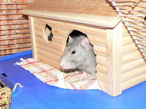 Narišite za podgane (21 fotografij): Kako narediti sami? Hiša za domače dekorativne podgane iz steklenice in drugih materialov 25114_4
