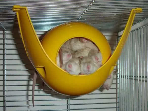 Narišite za podgane (21 fotografij): Kako narediti sami? Hiša za domače dekorativne podgane iz steklenice in drugih materialov 25114_9