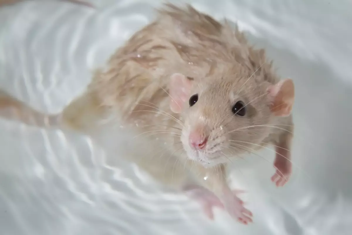 Hvordan vaske din rotte hjemme? Er det mulig å bade dekorative rotter og hvordan å gjøre det? Hvor ofte trenger du å bade? Hvordan innløse rotte av huset for første gang?