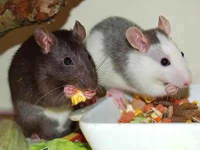 Menjar per rates (24 fotos): Quin és el millor aliment per a alimentar-los? Puc alimentar les rates amb una alimentació felina sec? El que fa que el menjar per a rates amb les seves pròpies mans? 25118_16