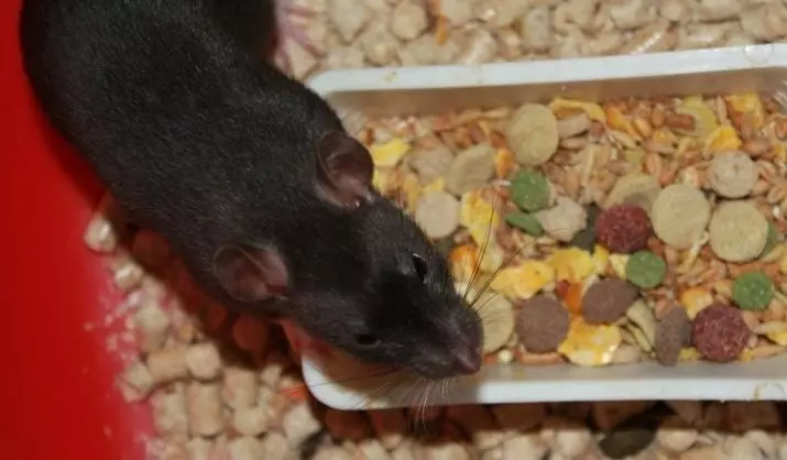 Menjar per rates (24 fotos): Quin és el millor aliment per a alimentar-los? Puc alimentar les rates amb una alimentació felina sec? El que fa que el menjar per a rates amb les seves pròpies mans? 25118_21