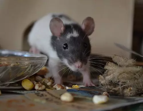 Menjar per rates (24 fotos): Quin és el millor aliment per a alimentar-los? Puc alimentar les rates amb una alimentació felina sec? El que fa que el menjar per a rates amb les seves pròpies mans? 25118_22