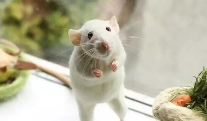Menjar per rates (24 fotos): Quin és el millor aliment per a alimentar-los? Puc alimentar les rates amb una alimentació felina sec? El que fa que el menjar per a rates amb les seves pròpies mans? 25118_24