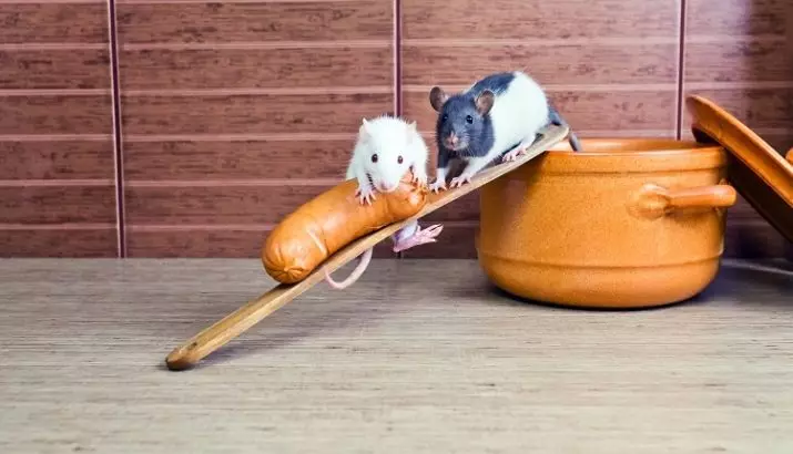 Menjar per rates (24 fotos): Quin és el millor aliment per a alimentar-los? Puc alimentar les rates amb una alimentació felina sec? El que fa que el menjar per a rates amb les seves pròpies mans? 25118_3