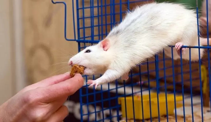 Menjar per rates (24 fotos): Quin és el millor aliment per a alimentar-los? Puc alimentar les rates amb una alimentació felina sec? El que fa que el menjar per a rates amb les seves pròpies mans? 25118_4