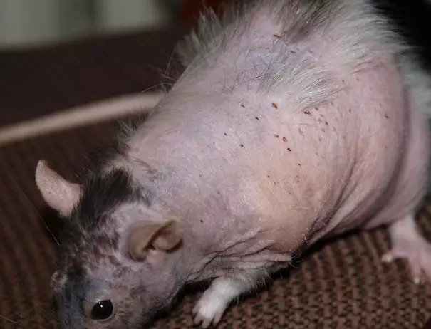 Ćelavi štakori (28 fotografija): Koliko sfingija živi? Kako se brinuti za domaće dekorativne štakore? 25119_10