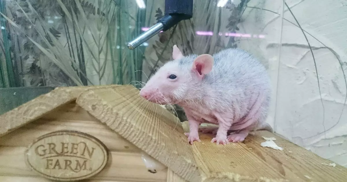 Ќелави стаорци (28 фотографии): Колку сфинкс живеат? Како да се грижи за домашен декоративен стаорец? 25119_11