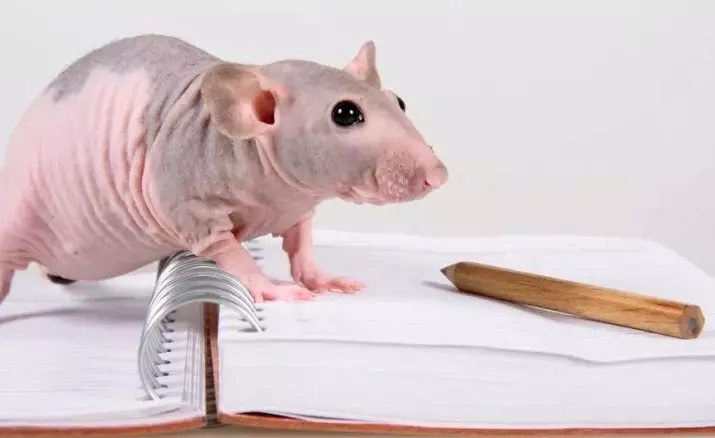 Ratas calvas (28 fotos): Cantos esfinges viven? Como coidar dunha rata decorativa caseira? 25119_12