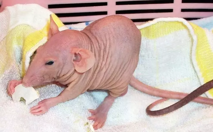 Łysy szczury (28 zdjęć): Ile sfinksów żyje? Jak dbać o domowy dekoracyjny szczur? 25119_13