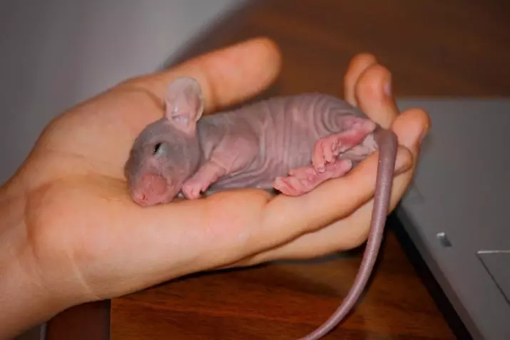 tikus botak (28 foto): Berapa banyak sphinxes hidup? Bagaimana untuk menjaga tikus hiasan buatan sendiri? 25119_14