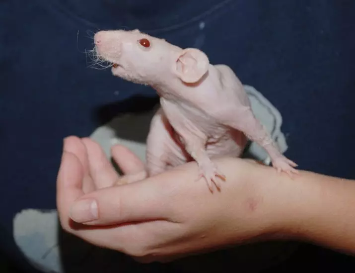 Ćelavi štakori (28 fotografija): Koliko sfingija živi? Kako se brinuti za domaće dekorativne štakore? 25119_15