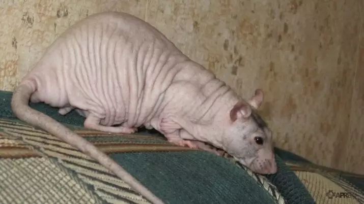 Bald Rats (28 fotoğraf): Kaç sfenks yaşıyor? Ev yapımı bir dekoratif sıçan için nasıl bakım yapılır? 25119_18