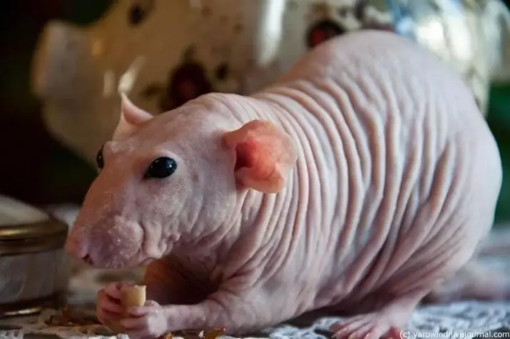 Bald Rats (28 fotoğraf): Kaç sfenks yaşıyor? Ev yapımı bir dekoratif sıçan için nasıl bakım yapılır? 25119_2