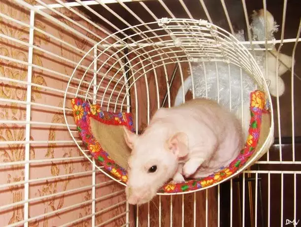Ratas calvas (28 fotos): ¿Cuántas esfinges viven? ¿Cómo cuidar una rata decorativa casera? 25119_20