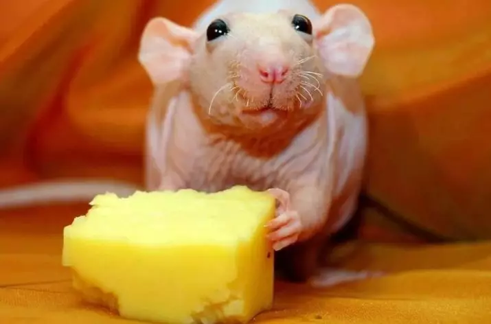 Łysy szczury (28 zdjęć): Ile sfinksów żyje? Jak dbać o domowy dekoracyjny szczur? 25119_22