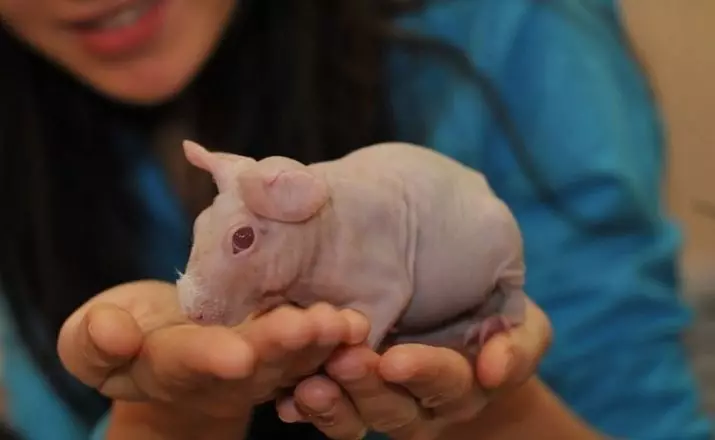 tikus botak (28 foto): Berapa banyak sphinxes hidup? Bagaimana untuk menjaga tikus hiasan buatan sendiri? 25119_24