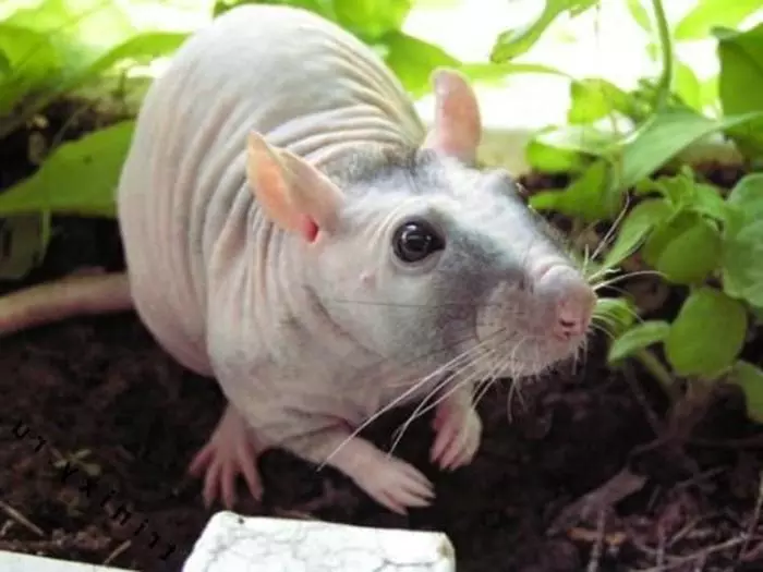 Bald Rats (28 fotoğraf): Kaç sfenks yaşıyor? Ev yapımı bir dekoratif sıçan için nasıl bakım yapılır? 25119_3