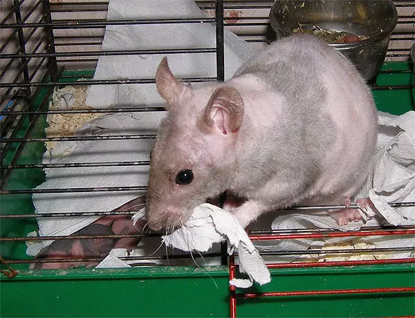 Ratas calvas (28 fotos): Cantos esfinges viven? Como coidar dunha rata decorativa caseira? 25119_5